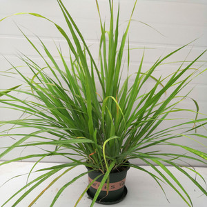 柠檬香茅草盆栽柠檬草烤鱼食用香料冬阴功汤香味调味植物香草阳台