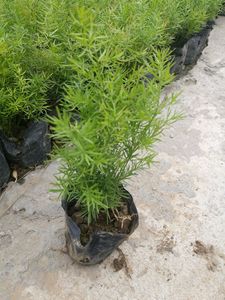 天门冬盆栽药用植物蓬莱松水培花卉庭院阳台室内盆栽净化空气甲醇