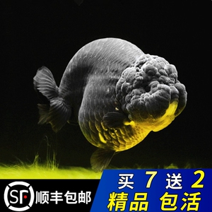 奶牛兰寿金鱼精品玉兔好养活鱼小尾波妞家养菠萝头小金鱼活体潘氏