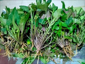 901人付款淘宝带根 新鲜紫花地丁 华兜草紫地丁鸡丁老鼠布袋铧头草梨