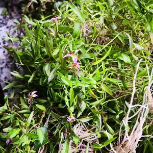 现采新鲜半边莲 细米草 鱼尾花 半边菊 500g 发顺丰