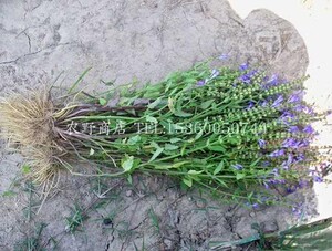 新鲜半枝莲 四条棱 四方草 并头草 中草药 现采现发 500g