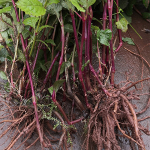 新鲜牛膝野生盆栽植物种苗寻予生活