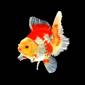 极品百褶泰狮金鱼活体红白原泰f1观赏鱼冷水淡水国粹风水鱼苗包邮