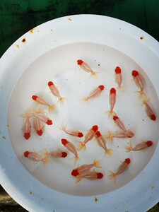 快快乐乐564216565淘宝宫鹅鹅头红传统宫廷金鱼观赏鱼{送鱼场预防