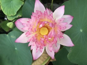 满阳莲集【大唐芙蓉】中型 观赏碗莲荷花微型水生花卉植物种藕