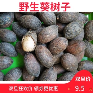 原生态野生蒲葵子葵树子干净无虫蛀新会特产