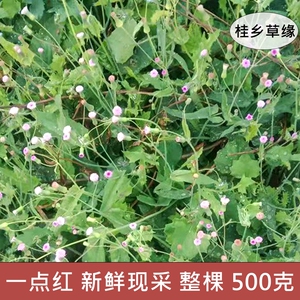 一点红中草药新鲜
