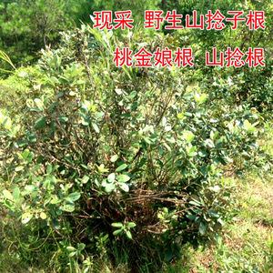 桃金娘根 新鲜山捻子根 现挖 山稔根 乌当泥根 岗捻根 500克 包邮