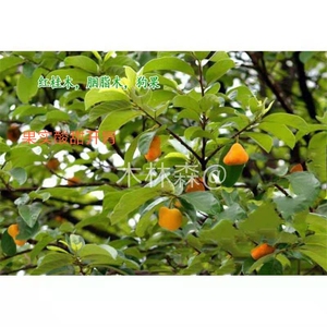 红桂木树苗大叶胭脂木狗果树庭院地栽别墅行道四季常绿景观绿化树