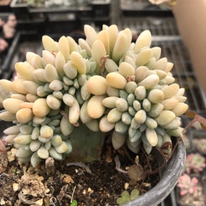 莫语园艺醉美人多肉植物缀化缀美人办公组合盆栽新手套餐基地自产