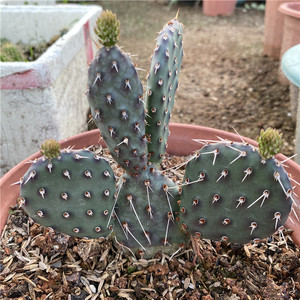黑骑士 仙人掌opuntia 开花强刺团扇 多肉植物盆栽 可一物一拍