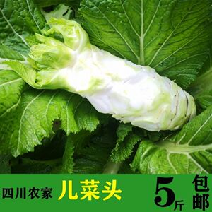 四川特产儿菜主杆新鲜蔬菜娃娃菜母子抱儿菜坨坨菜只发主干餐饮