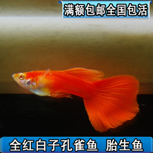 全红孔雀鱼
