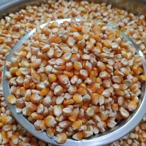 大别山传统老品种小金黄非转基因玉米种农家可留种玉米粒1斤