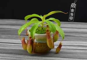 食虫植物-红瓶猪笼草（特价小苗）食虫草/绿植/盆栽/趣味生日礼物