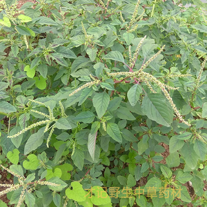 野生食用老来青玉谷叶红白光假猪母 新鲜野刺苋菜种子/苗/根茎梗