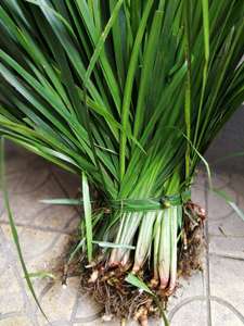 贵州新鲜三奈山赖五香草纯野生去腥回香料随手栽培盆景1斤包邮