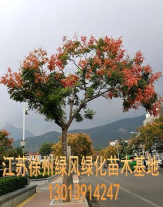 黄山栾北京栾 栾树苗 工程绿化苗木行道树栾树树苗小苗庭院风景树