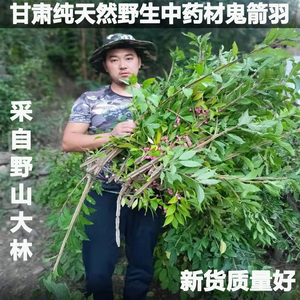 鬼箭羽野生