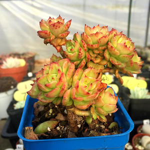 萱萱多肉植物园【黄金蜡牡丹群生】状态极好花卉吸甲醛防辐射盆栽