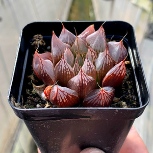 多肉植物/红丝玉露寿/办公室阳台绿植花卉吸甲醛防辐射盆栽稀有