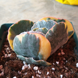 萱萱多肉植物园【旭波之光锦】办公室绿植花卉吸甲醛防辐射盆栽