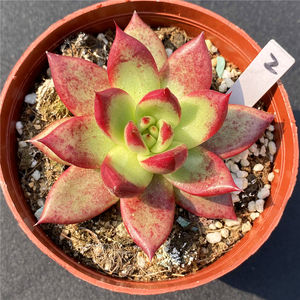 柏拉图 多肉植物 东云系 一物一拍 组合拼盘盆栽绿植花卉