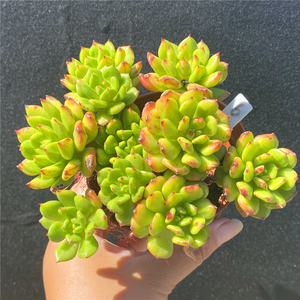 小灯笼 多肉植物 群生老桩 整群一物一拍 办公室阳台盆栽绿植花卉