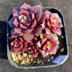 罗西玛 多肉 自然群 整株多头 一物一拍 办公室阳台盆栽绿植花卉