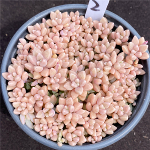 布鲁凡迪克思奇450251809淘宝姬秋丽多肉植物绿植花卉散装群生粉色