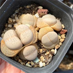 生石花 绫耀玉绿紫勋红大内3年母本 多肉 一物一拍办公室阳台观赏