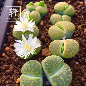 生石花 pp花 绿紫薰c36a 3年实生 多肉植物