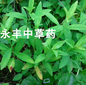 野生 珍珠菜根 星宿菜根 红根儿 红筋草 干根 新鲜