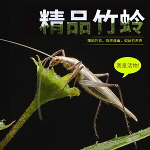 人工竹蛉活体鸣虫柬埔寨野生竹蛉有机盒有机竹蛉筒虫具虫盒金钟盒