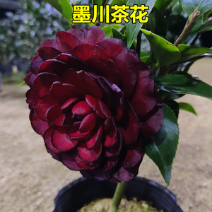 双墨墨川精品茶花树苗稀有名贵品种黑红色花卉盆栽室内外阳台好养