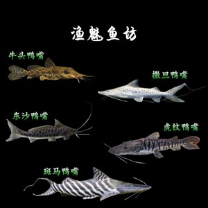 000人付款淘宝斑马鸭嘴鲨鱼活体撒旦鸭嘴月光鸭嘴东沙鸭嘴黑白鲶鱼