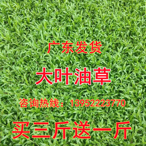草坪种子 地毯草种子 大叶油草种子 巴西地毯草 抗病抗旱固土护坡