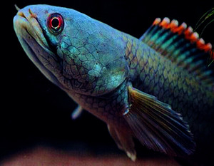 观赏鱼彩虹雷龙鱼耐养冷水鱼淡水鱼活体凶猛南鳢雷龙福利限量