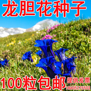 盆栽花草植物高原龙胆花种子地胆头鹿耳草龙胆草观音草蓝色花种籽