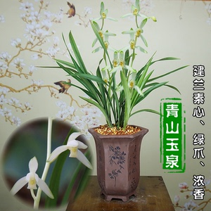 兰花品种四季兰花