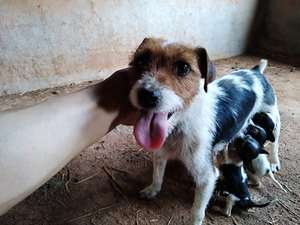 太仓犬猎犬