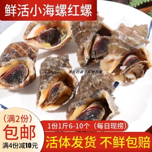 渔民的孩子每日现捞鲜活海鲜水产小海螺小红螺福建海捕500g6-10个