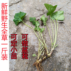 贵州野生新鲜蜘蛛香 中草药材马蹄香缬草养心莲 观叶观花药用盆栽
