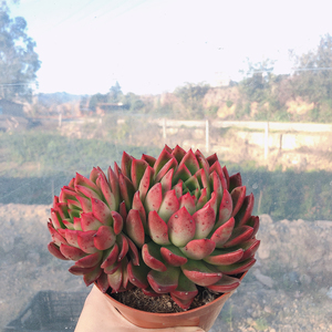 红女巫多肉植物盆栽花卉绿植云南露养
