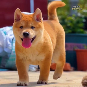 纯种中华田园犬广西土猎犬五黑黄狗白面虎斑铁包金幼犬狗狗活体