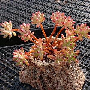 红旗儿 群生造型桩爆盆多肉植物组合小盆栽花园办公绿植一物一拍