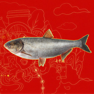 查干湖白鲢鱼5斤1条产地吉林松原