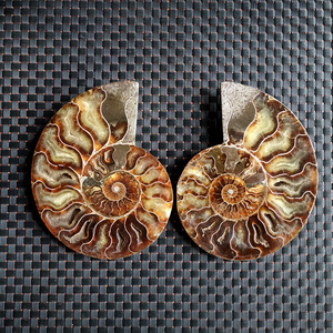 香花菊石化石 大型玉化菊石切片摆件(直径14.8厘米)大型对开