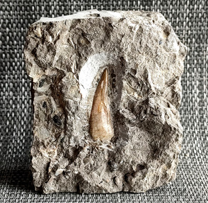 爪齿鱼化石图片